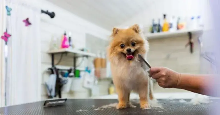 A Complete Guide to Health and Grooming Advice for Dogs