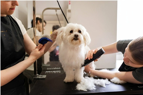 Conquering Canine Shedding Strategies for Grooming Dogs with Heavy Coats